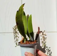 Bulbophyllum lindleyanum