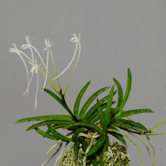 Vanda falcata 'Seto no Tsurugi'