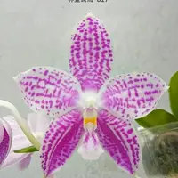 [Bare-root][Import AS-IS] #PA# Phal. Lyndon Mix Zebra '817' 林登斑馬 '817' [2.5" BS][Sept Preorder 26]