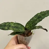 Paphiopedilum malipoense 2.5" Fragrant