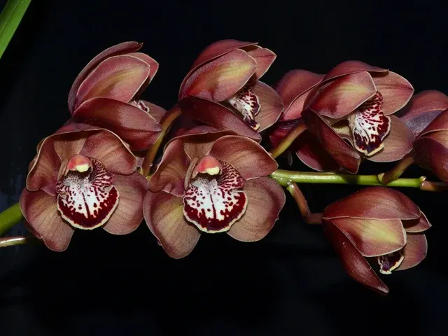 Cymbidium Khan Flame 'Molla' (Cymbidium)