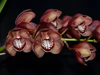 Cymbidium Khan Flame 'Molla' (medium)