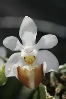 Phalaenopsis lobbii