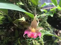 Bulbophyllum translucidum