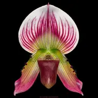 Paph. callosum — Blooming size
