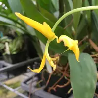 Gongora gratulabunda fma flaveola