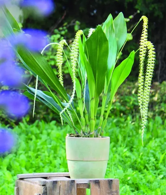Dendrochilum magnum 'Big'