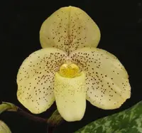 Paph. concolor