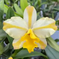 [Bare-root] #Mini Cattleya# Rth.Candy House 'Happiness' 糖果屋 [2.5" BS][Jun in stock]