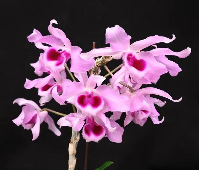 Dendrobium Neifert Little Sweet Scent' 'S Quest X Dendrobium Superbum'