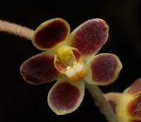 Chiloschista species - A Leafless Orchid — Chiloschista segawae