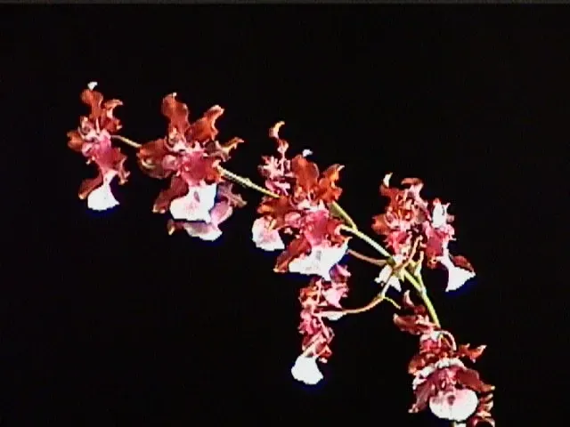 Oncidium Sharry Baby - The Chocolate Orchid (Oncidium)