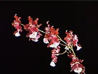 Onc. Sharry Baby - The Chocolate Orchid — Not currently in bloom