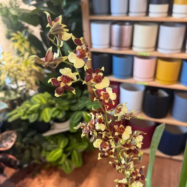 Oncidium Guan Shin Flower Elf