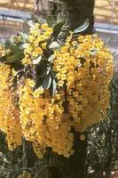 Dendrobium lindleyi M