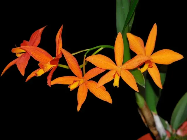 Cattleya Valda (Cattleya)