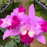 Cattleya Qing Ming Cat