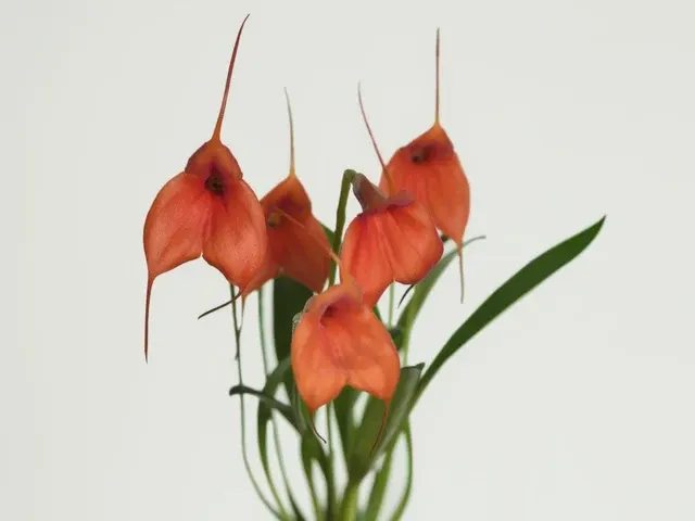 Masdevallia Teipels Marytri (Masdevallia)