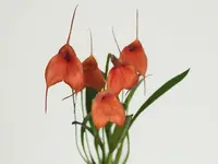Masdevallia Teipels Marytri