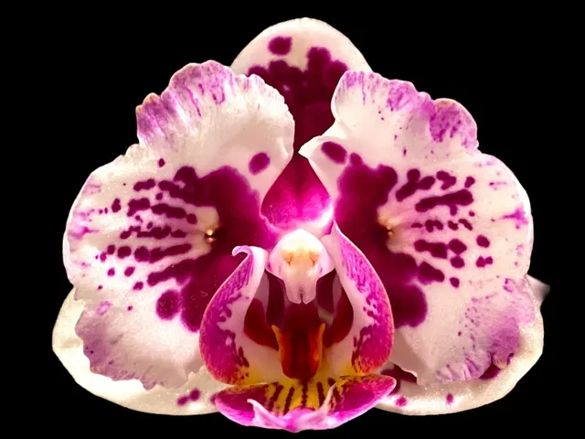 Phalaenopsis Lianher Happy Pearl