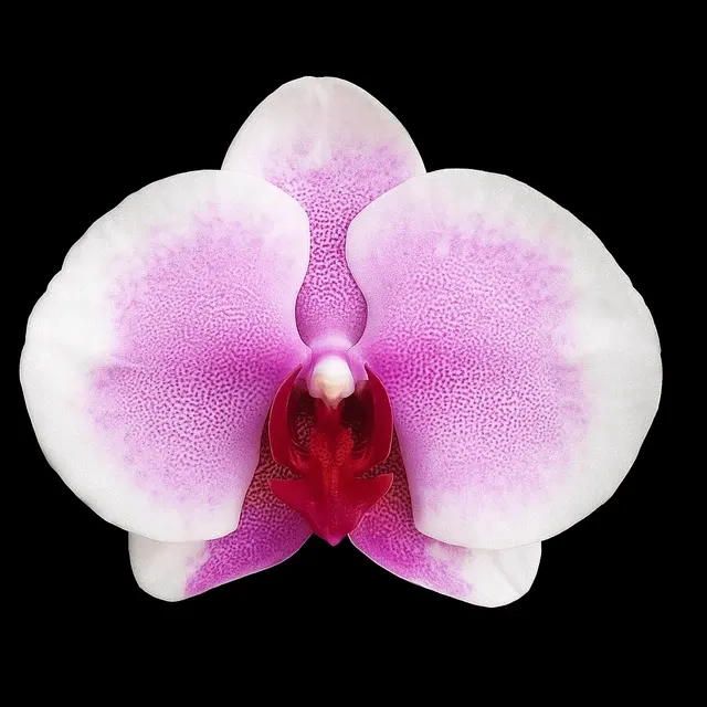 Phalaenopsis Miki Pink Mist - Flori XL '3131'