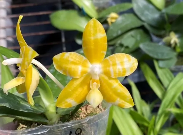 Phalaenopsis Yaphon Yellow Story (Phalaenopsis)