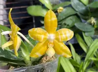 Phal. Yaphon Yellow Story (Paifang's E-Len x Yaphon Gem) (AN18) (Hybrid)