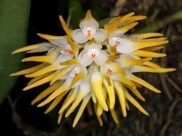 Bulbophyllum odoratissimum (Bulbophyllum)
