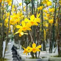 Dendrobium hancockii