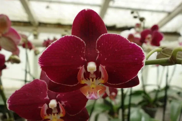 Phalaenopsis BLOOD MAGIC