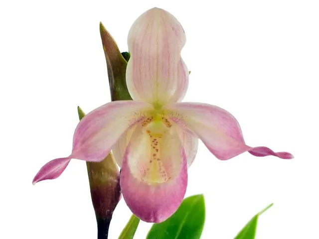 Phragmipedium Professor Braem (Phragmipedium)