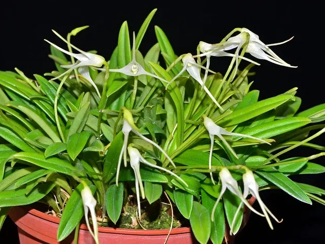 Masdevallia guayanensis (Masdevallia)