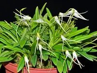 Masdevallia guayanensis