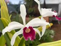 Laelia purpurata vinicolor ‘Dry Creek’ x self