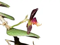 Andinia werneri