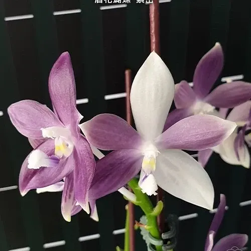 Phalaenopsis speciosa 'Purple Mountain' (Phalaenopsis)