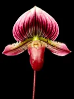 Paphiopedilum Shin-Yi Heart x (Hung Sheng Bay x Hung Sheng Sea)