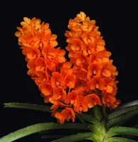 Vanda [Asctm.] miniata