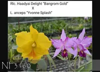 Rhyncatlaelia Shiang-Chuen Goldfish (Rlc. Haadyai Delight x L. anceps' Yvonne Splash ')