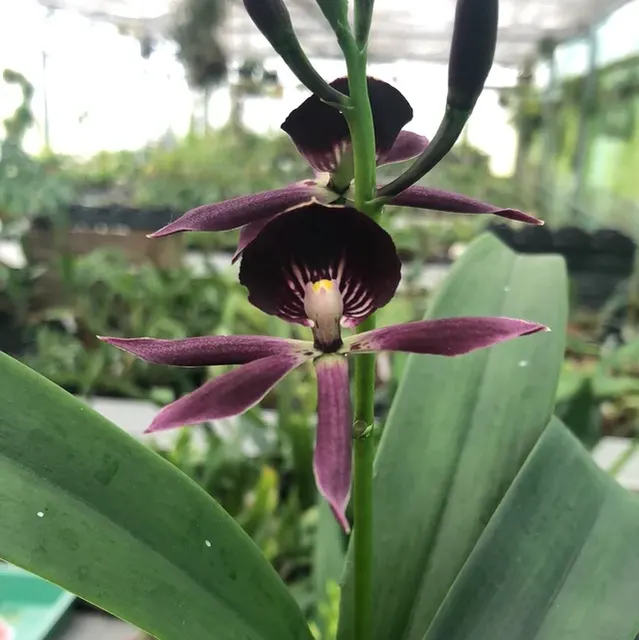 Epicattleya BLACK COMET
