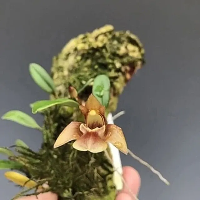 Dendrobium brunneum (Dendrobium)