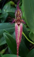 Bulbophyllum for sale