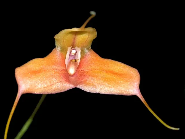 Masdevallia venatoria (Masdevallia)