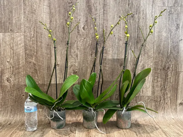 Phalaenopsis Dtps. Gan Lin Fortune