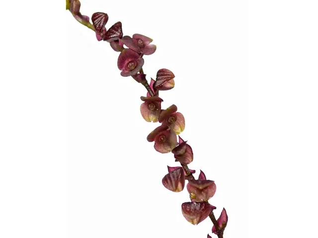 Stelis anthracina (Stelis)