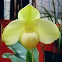Paphiopedilium hangianum sp.