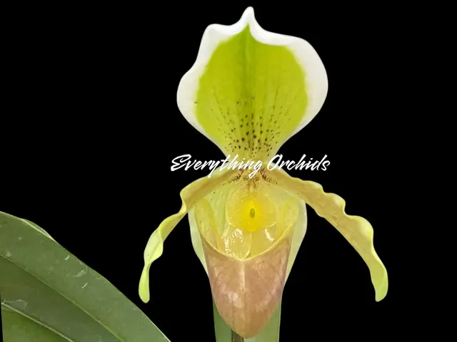 Paphiopedilum Madame Suzanne Déloy