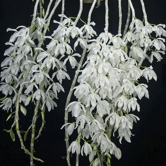 Dendrobium Anosmum Var. Alba (Dendrobium)