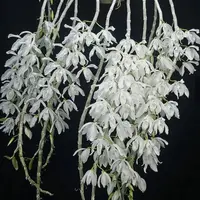 Dendrobium Anosmum Var. alba