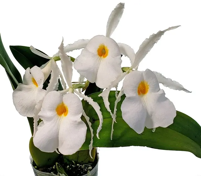 Trichopilia fragrans